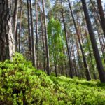 Forest in National Park