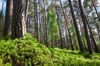 Forest in National Park